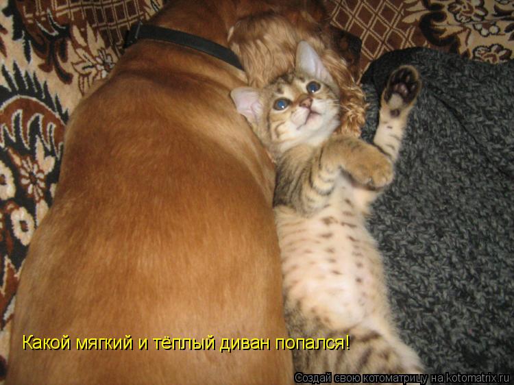 Котоматрица: Какой мягкий и тёплый диван попался!