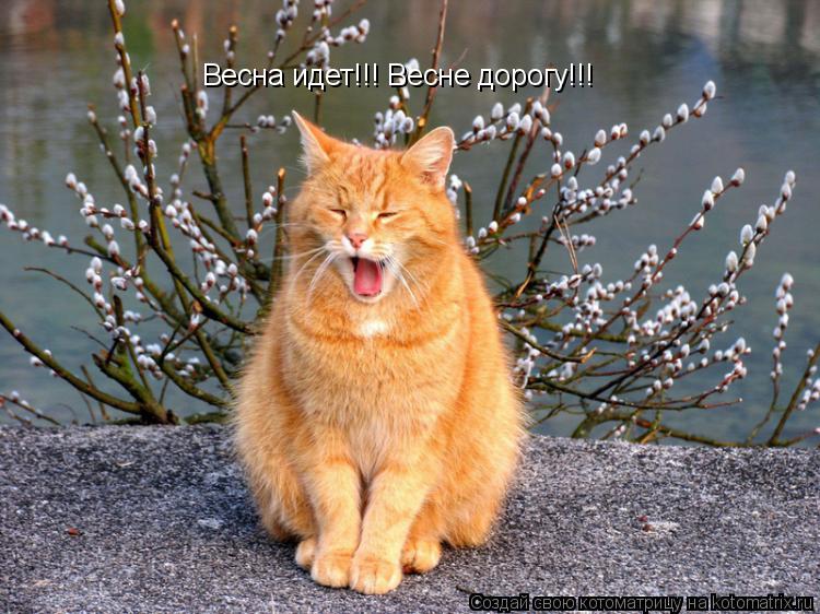 Котоматрица: Весна идет!!! Весне дорогу!!!