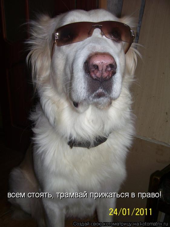 Котоматрица: всем стоять, трамвай прижаться в право!