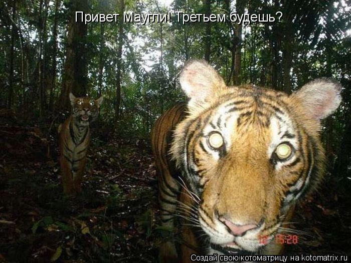 Котоматрица: Привет Маугли! Третьем будешь?