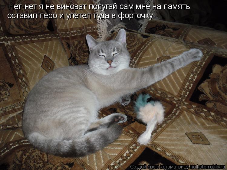 Котоматрица: Нет-нет я не виноват попугай сам мне на память оставил перо и улетел туда в форточку