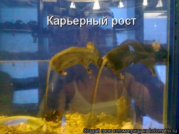 Котоматрица: Карьерный рост