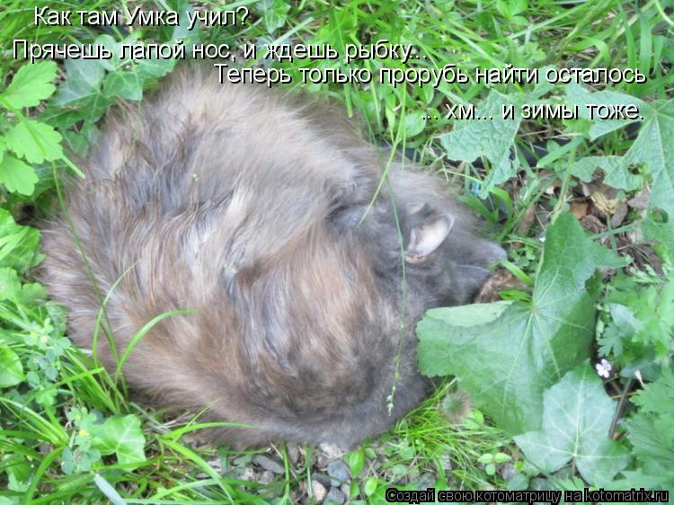 Котоматрица: Как там Умка учил? Прячешь лапой нос, и ждешь рыбку...   Теперь только прорубь найти осталось ... хм... и зимы тоже.