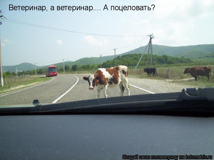Котоматрица: Ветеринар, а ветеринар.... А поцеловать?