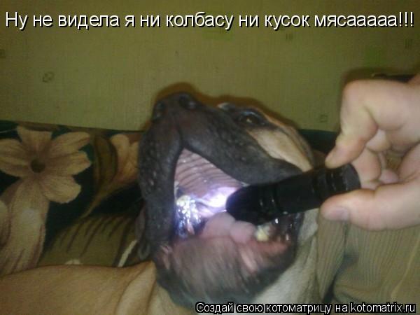 Котоматрица: Ну не видела я ни колбасу ни кусок мясааааа!!!