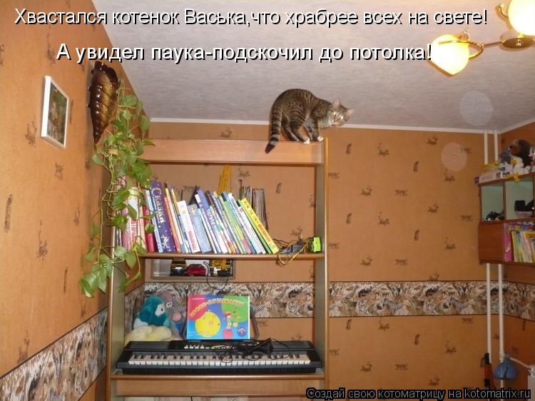 Котоматрица: Хвастался котенок Васька,что храбрее всех на свете! А увидел паука-подскочил до потолка!