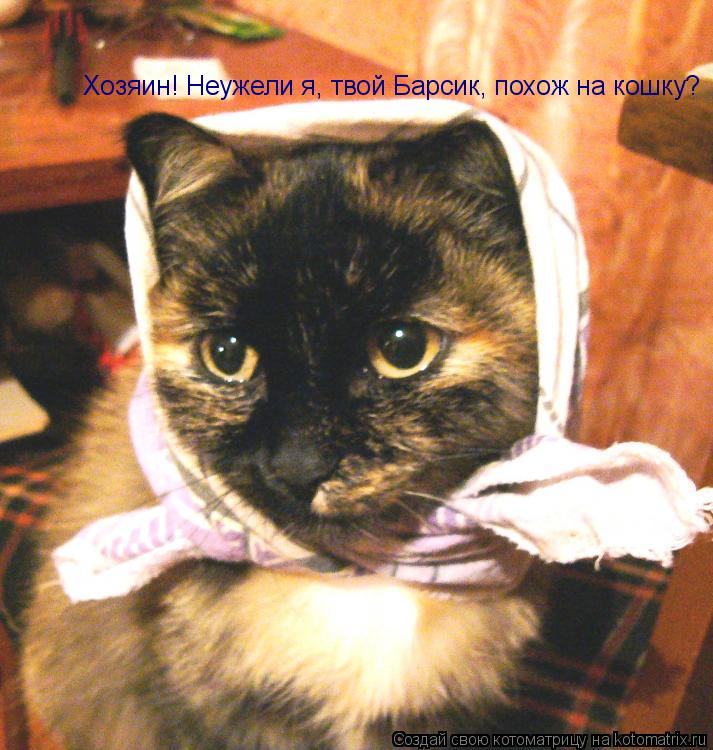 Котоматрица: Хозяин! Неужели я, твой Барсик, похож на кошку?