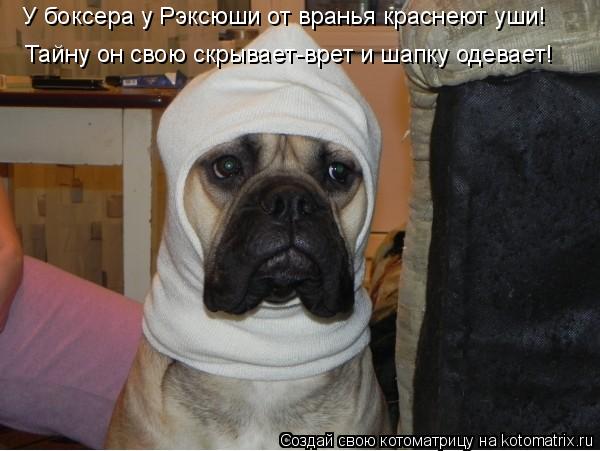 Котоматрица: У боксера у Рэксюши от вранья краснеют уши! Тайну он свою скрывает-врет и шапку одевает!