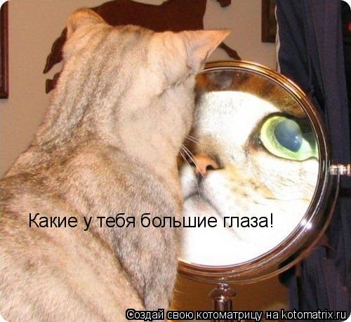 Котоматрица: Какие у тебя большие глаза!