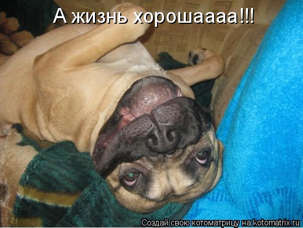 Котоматрица: А жизнь хорошаааа!!!