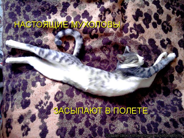 Котоматрица: НАСТОЯЩИЕ МУХОЛОВЫ  ЗАСЫПАЮТ В ПОЛЕТЕ