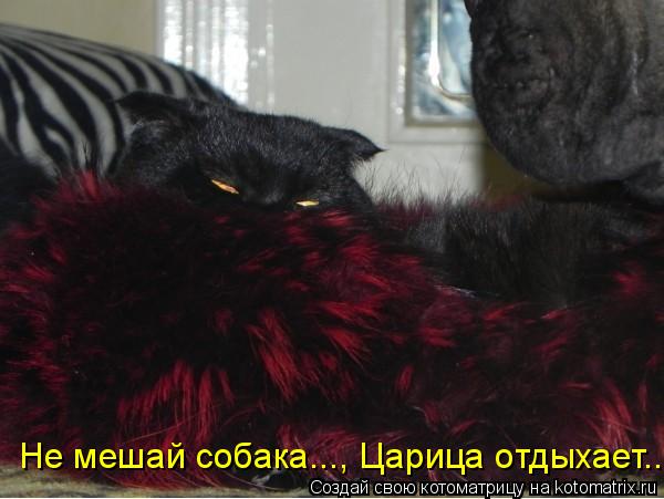 Котоматрица: Не мешай собака..., Царица отдыхает..