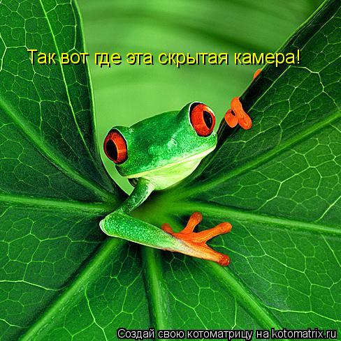 Котоматрица: Так вот где эта скрытая камера!