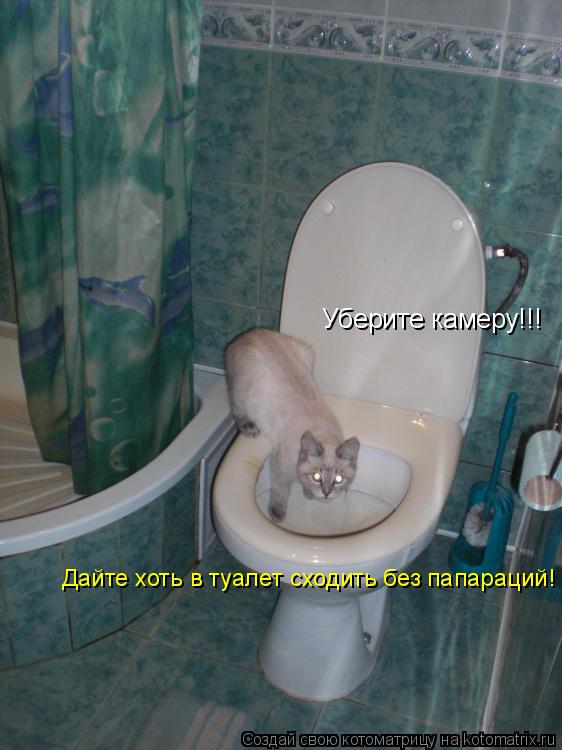 Котоматрица: Уберите камеру!!!  Дайте хоть в туалет сходить без папараций!