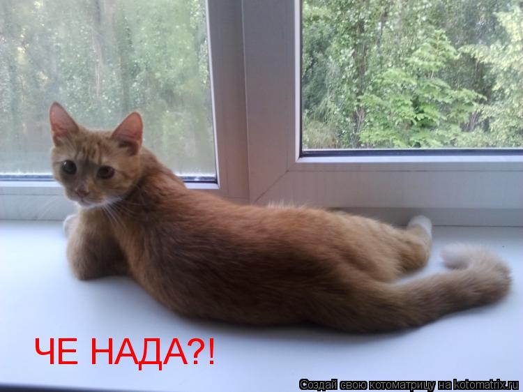 Котоматрица: ЧЕ НАДА?!