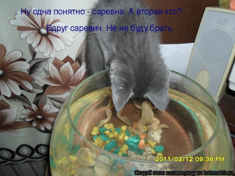 Котоматрица: Ну одна понятно - саревна. А вторая кто? Вдруг саревич. Не не буду брать.