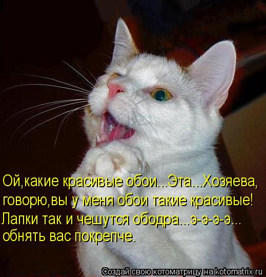 Котоматрица: Ой,какие красивые обои...Эта...Хозяева, говорю,вы у меня обои такие красивые! Лапки так и чешутся ободра...э-э-э-э... обнять вас покрепче.