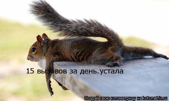Котоматрица: 15 вызовов за день.устала