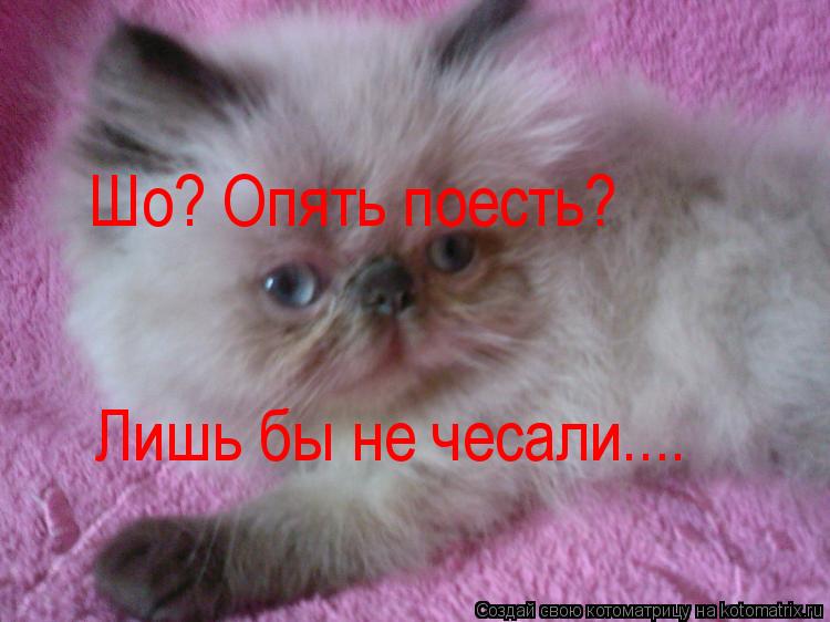 Котоматрица: Шо? Опять поесть? Лишь бы не чесали....