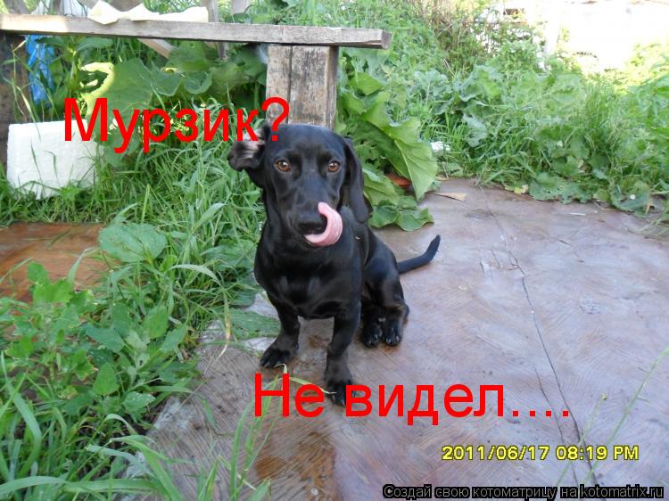 Котоматрица: Мурзик? Не видел....