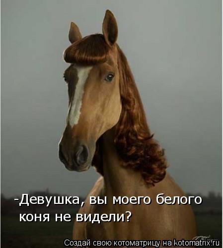 Котоматрица: -Девушка, вы моего белого  коня не видели?