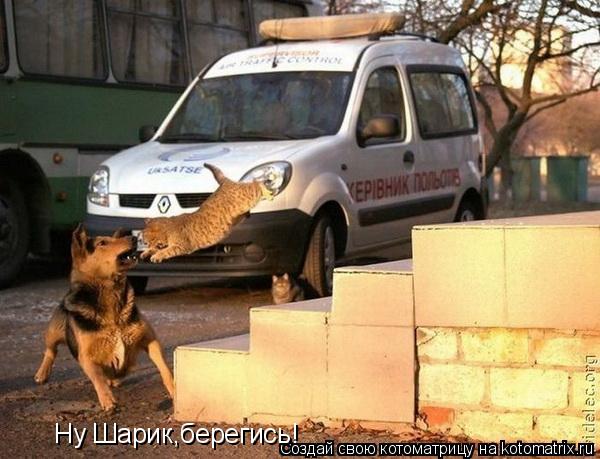 Котоматрица: Ну Шарик,берегись!