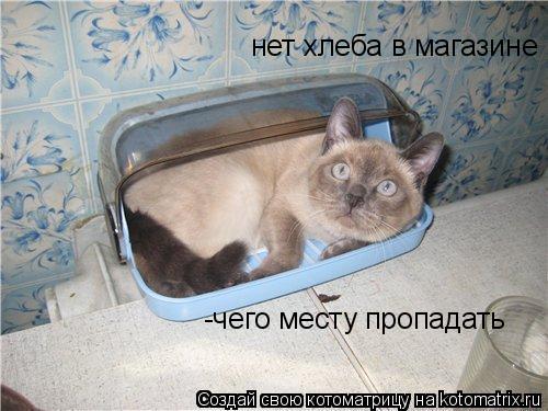 Котоматрица: нет хлеба в магазине  -чего месту пропадать