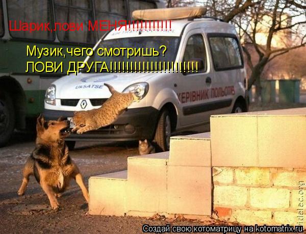 Котоматрица: Шарик,лови МЕНЯ!!!!!!!!!!! Музик,чего смотришь? ЛОВИ ДРУГА!!!!!!!!!!!!!!!!!!!!!!