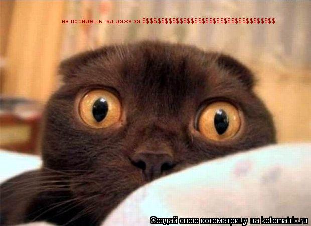Котоматрица: не пройдешь гад даже за $$$$$$$$$$$$$$$$$$$$$$$$$$$$$$$$$$$$