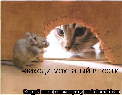 Котоматрица: -заходи мохнатый в гости