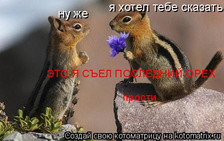 Котоматрица: я хотел тебе сказать ну же ЭТО Я СЪЕЛ ПОСЛЕДНИЙ ОРЕХ прости