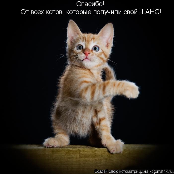 Котоматрица: Спасибо!  От всех котов, которые получили свой ШАНС!