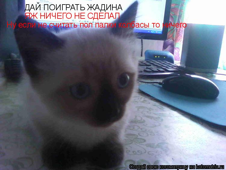 Котоматрица: ДАЙ ПОИГРАТЬ ЖАДИНА ЯЖ НИЧЕГО НЕ СДЕЛАЛ Ну если не считать пол палки колбасы то ничего