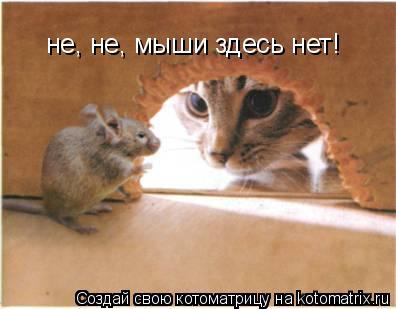 Котоматрица: не, не, мыши здесь нет!
