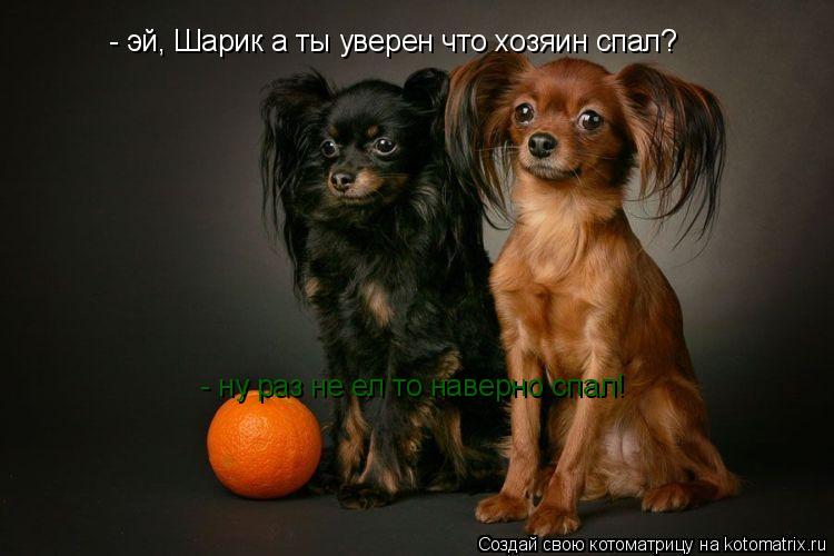 Котоматрица: - эй, Шарик а ты уверен что хозяин спал?  - ну раз не ел то наверно спал!