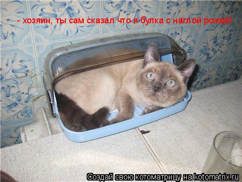 Котоматрица: - хозяин, ты сам сказал что я булка с наглой рожей!