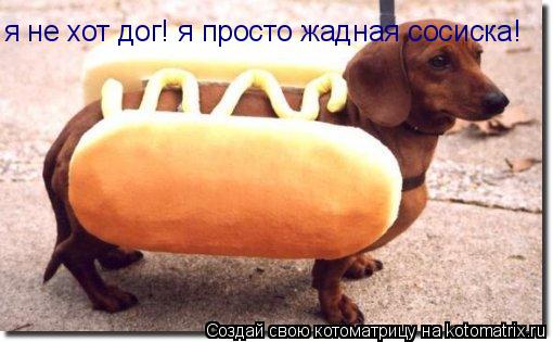 Котоматрица: я не хот дог! я просто жадная сосиска!