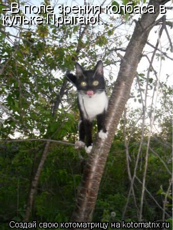 Котоматрица: --В поле зрения колбаса в кульке.Прыгаю!..