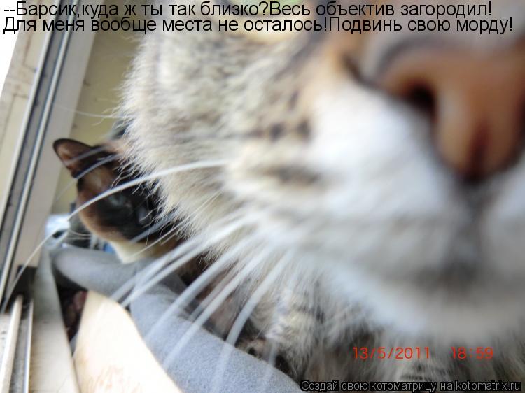 Котоматрица: --Барсик,куда ж ты так близко?Весь объектив загородил! Для меня вообще места не осталось!Подвинь свою морду!