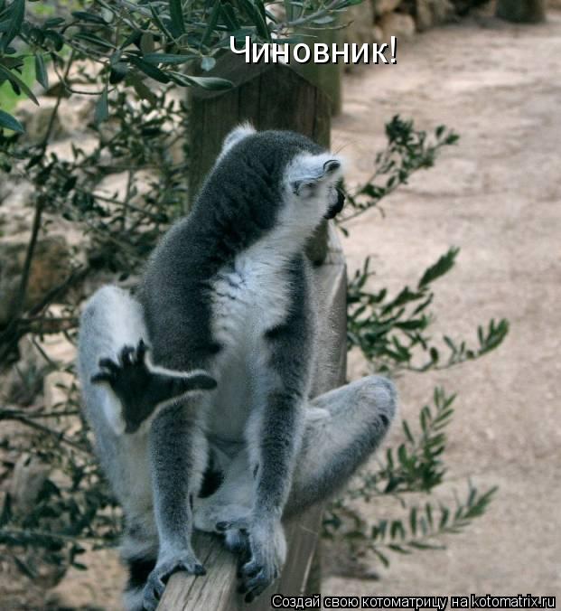 Котоматрица: Чиновник!