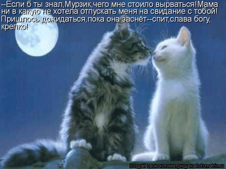 Котоматрица: --Если б ты знал,Мурзик,чего мне стоило вырваться!Мама ни в какую не хотела отпускать меня на свидание с тобой! Пришлось дожидаться,пока она 