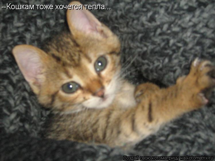 Котоматрица: --Кошкам тоже хочется тепла...