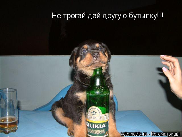 Котоматрица: Не трогай дай другую бутылку!!!