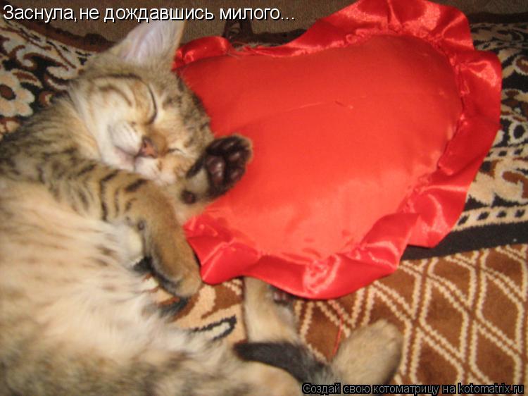Котоматрица: Заснула,не дождавшись милого...