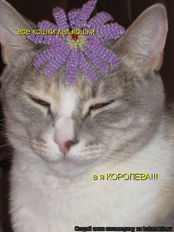 Котоматрица: все кошки как кошки..... а я КОРОЛЕВА!!!