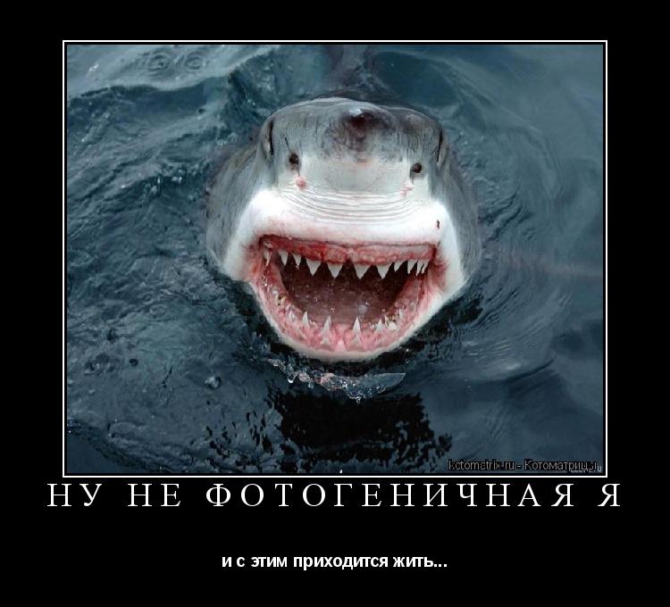 Котоматрица: Ну не фотогеничная я и с этим приходится жить...