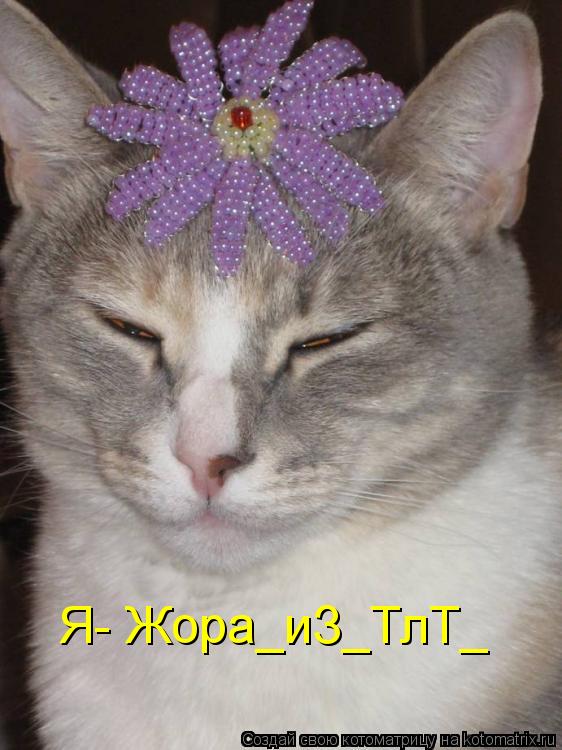 Котоматрица: Я- Жора_иЗ_ТлТ_