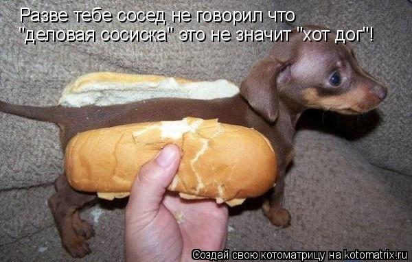 Котоматрица: Разве тебе сосед не говорил что   "деловая сосиска" это не значит "хот дог"!
