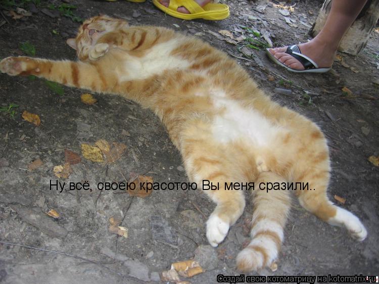 Котоматрица: Ну всё, своею красотою Вы меня сразили..