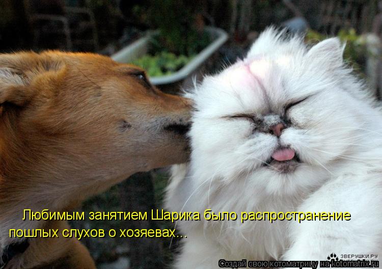 Котоматрица: Любимым занятием Шарика было распространение  пошлых слухов о хозяевах...